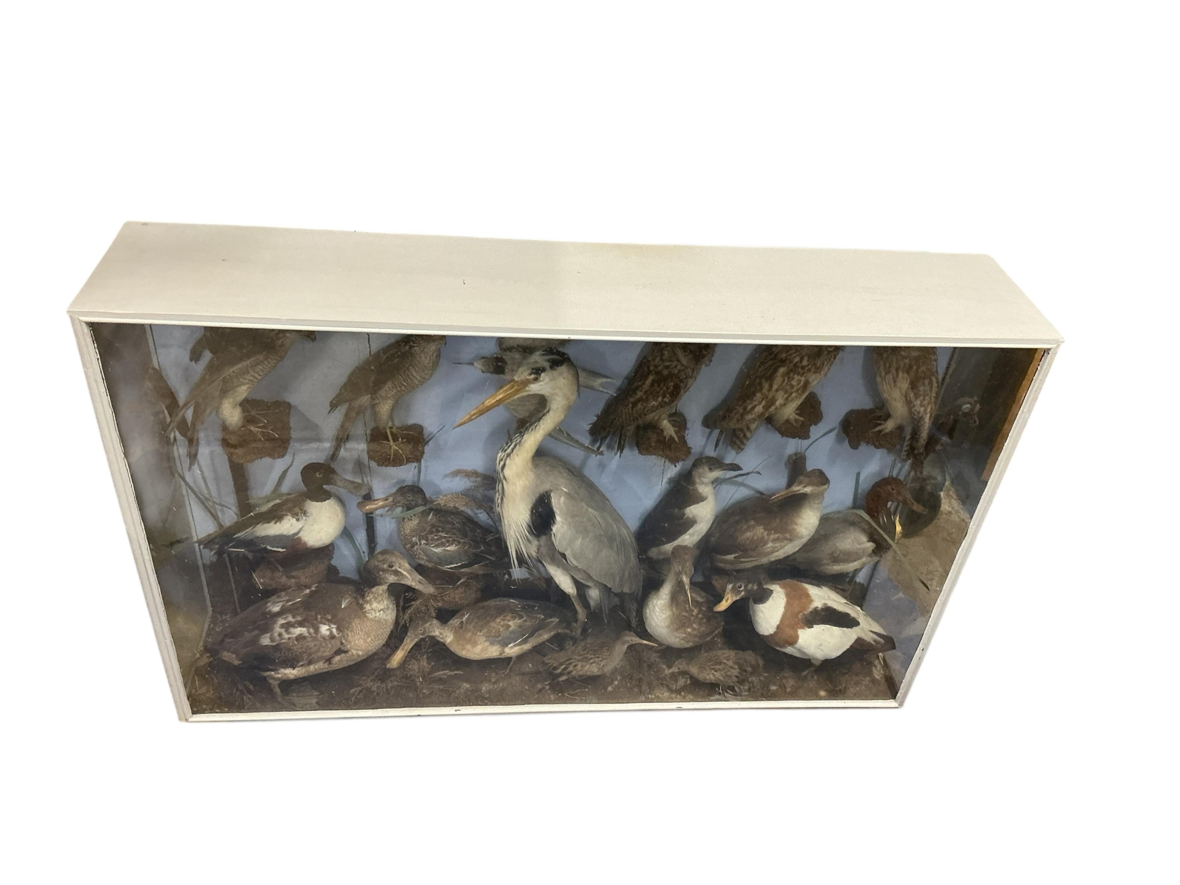 A large cased taxidermy group of birds, including ducks, a heron, a razorbill, a rail, birds of prey including owls, including a long eared owl and a sparrowhawk, etc., contained within a painted case; 142.5cm wide, 89cm